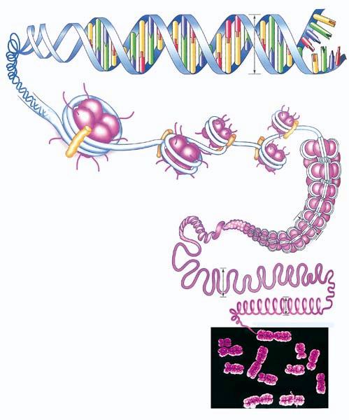 DNA a.jpg